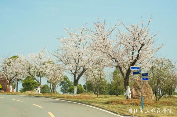 湖北第二师范学院美丽樱花